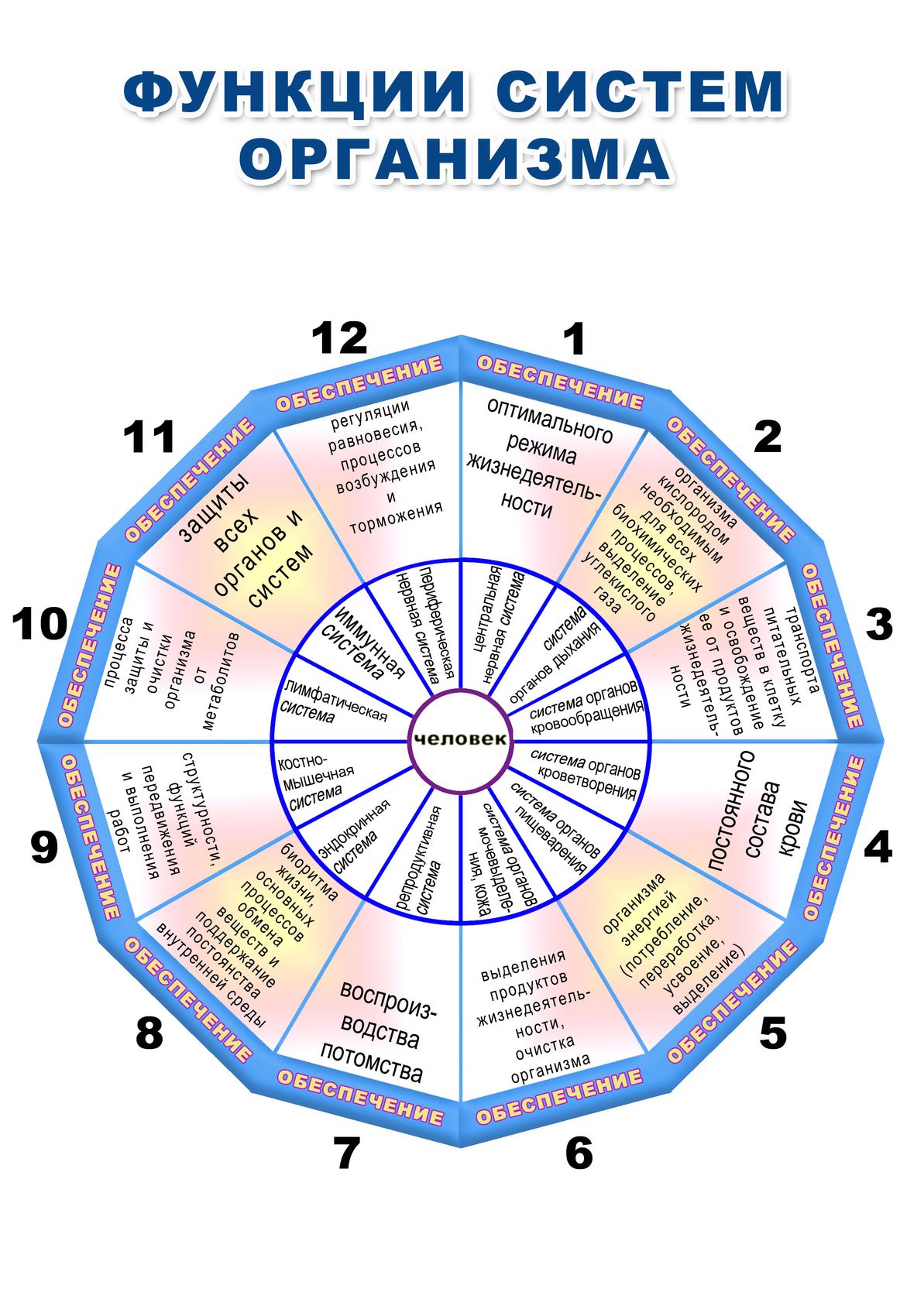 Функции систем организма. 12 Систем организма и их функции. 12 Систем организма человека список. 12 Систем организма человека таблица. Сколько систем в организме человека.