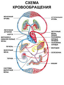 Кровь рисунок анатомия