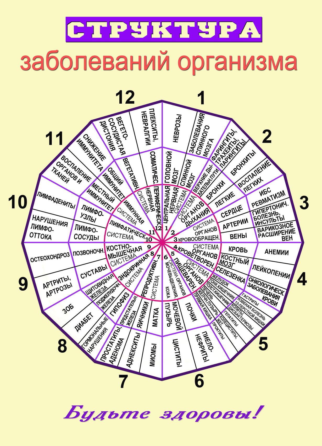 А огулов рисунок проекционных зон на теле человека